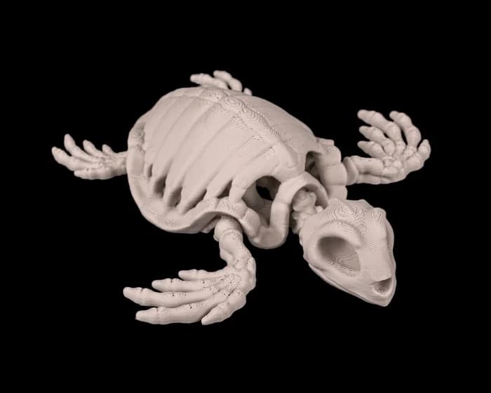 Tartaruga Articulada 4